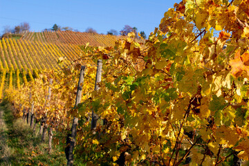 Naklejka premium Weinberge im Herbst Blätter Laub mit Stuttgart im Hintergrund