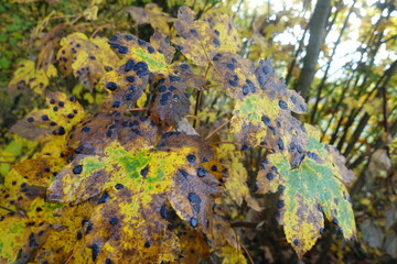 Waldlandschaft
