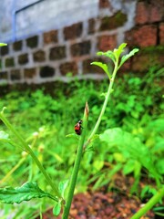 ladybug on a leaf