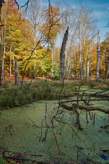 Tote Bäume in einem Sumpf am 