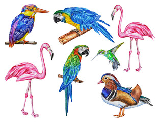 Set of exotic birds: flamingos, hummingbirds, mandarin duck, macaw parrots, ruby kingfisher. Watercolor. Illustration. Hand drawn. 