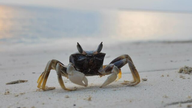 Sand crab at tropical sand beach 