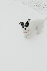 Jack Russel dog in the snow