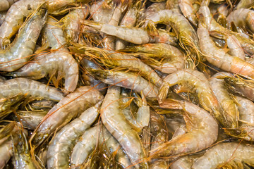 fresh shrimp counter for sale, fish market
