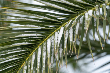 Obraz na płótnie Canvas Close up on a palm tree leaf with snow flakes. Global warming effecting our nature. Contrast of green and white with copy space