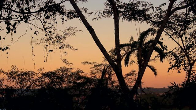 beautiful rainforest amazon Jungle at Sunset, orange sky and Dark Silhouette of Trees. tropical landscape