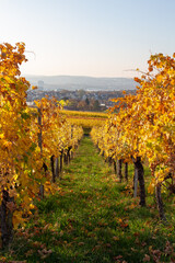 Weinberge im Herbst Blätter Laub mit Stuttgart im Hintergrund