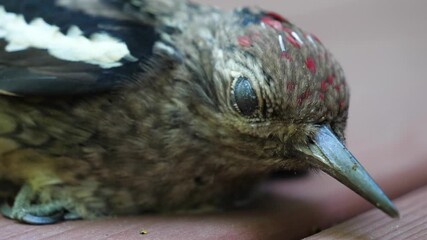 Extreme Close Up on Injured Yellow-Bellied Sapsucker Woodpecker - Sad Hurt Bird
