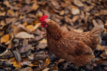 Chicken on fallen leaves in the aviary. Brown chicken walking on a pile of dry leaves in an aviary on an autumn day on a farm
