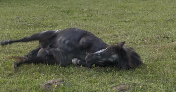 Young Playful Black Horse Rolling In The Grass and Eating It in a Field With a White Horse in The Background, Handheld Tight Wide Shot