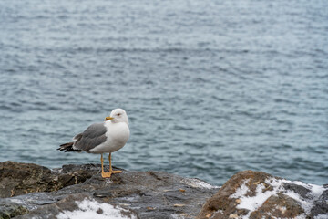 One seagull with white and grey feathers staying on a snowy rock at the shore on a cold winter day. In background wavy water with copy space.