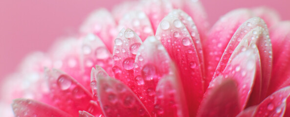 Pink Gerbera flower petals with drops of water, macro on flower, beautiful abstract background. Banner