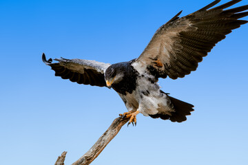 Black-chested Buzzard-eagle (Geranoaetus melanoleucus) in Ushuaia area, Land of Fire (Tierra del Fuego), Argentina