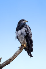 Black-chested Buzzard-eagle (Geranoaetus melanoleucus) in Ushuaia area, Land of Fire (Tierra del Fuego), Argentina