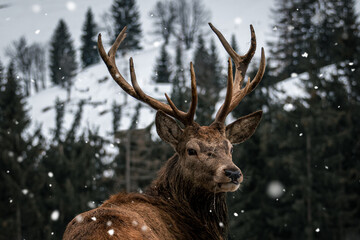 Hirsch im Winterwald- süßes Winter- und Weihnachtsmotiv