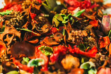 Dry red flowers on a white background