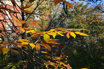 Autumn - Herbstfarben