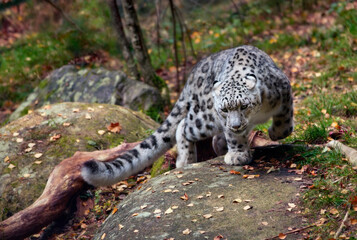 Snow Leopard Searching for Food