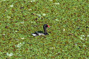 Rosy-billed Pochard (Netta peposaca) drake in pond overgrown with Giant Salvinia (Salvinia molesta) in park, Buenos Aires, Argentina