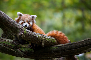 Obraz premium Red Panda