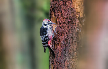 White-Backed Woodpecker
