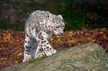 Snow Leopard Searching for Food