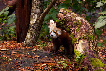 Red Panda