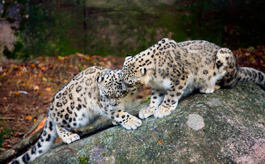 Snow Leopards Caressing Each Other