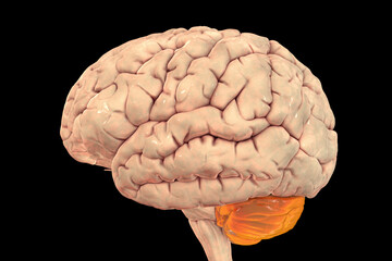 Human brain with highlighted cerebellum
