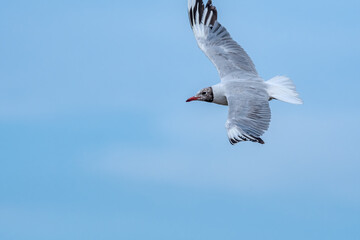 Brown-hooded Gull (Chroicocephalus maculipennis) by the bay, Montevideo, Uruguay