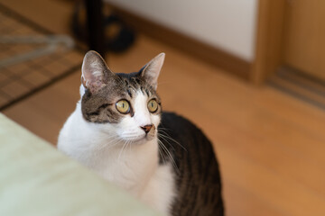 じっと見る猫　キジトラ猫