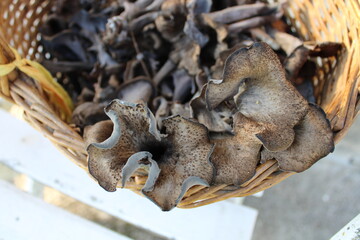 Panier de champignons : trompettes de la mort
