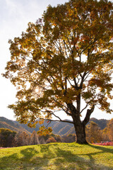 光輝くコナラの木　秋の開田高原