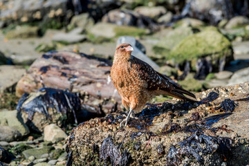 Chimango Caracara (Milvago chimango) in Ushuaia area, Land of Fire (Tierra del Fuego), Argentina