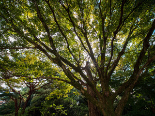 紅葉し始めた木々と日本庭園