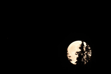 Th moon rises over a forest in the Rock Mountains.