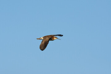A male Wilson's Phalarope flies over a marsh defending his young on the Colorado prairie. 
