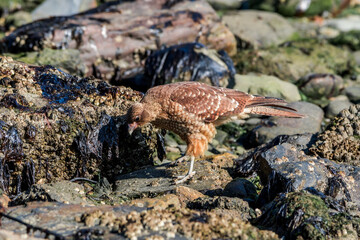 Chimango Caracara (Milvago chimango) in Ushuaia area, Land of Fire (Tierra del Fuego), Argentina