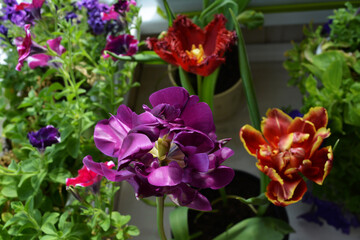 Obraz premium Beautiful purple tulip flower on the background of red tulips an