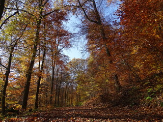 Forêt automne