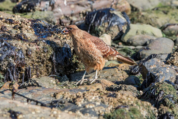 Chimango Caracara (Milvago chimango) in Ushuaia area, Land of Fire (Tierra del Fuego), Argentina