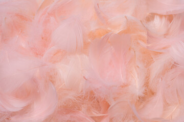 Colorful feather background, top view.