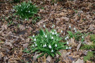 Elwes's Snowdrop (Galanthus elwesii) in park