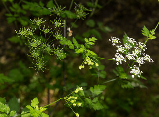 fiore e foglie di anthriscus cerefolium
