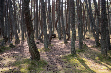 Glade with cones in dancing pine forest, national park Curonian Spit, Dune Round, Kurshsraya Kosa,...