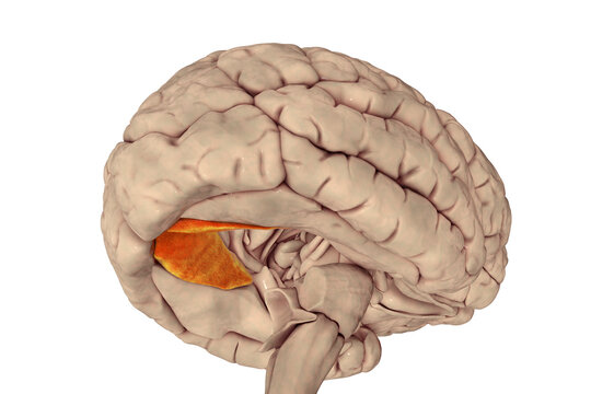 Human brain with highlighted lingual gyrus