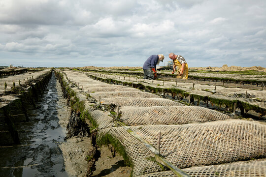 Oyster Bed In Normandy At A Cloudy Day 