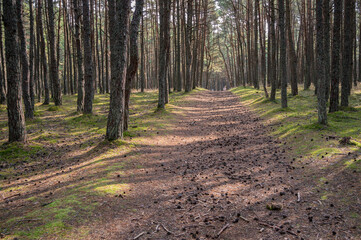 Road strewn with cones in dancing pine forest, national park Curonian Spit, Dune Round, Kurshsraya...