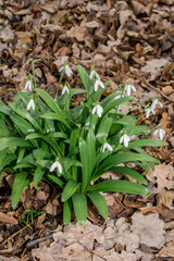 Elwes's Snowdrop (Galanthus elwesii) in park