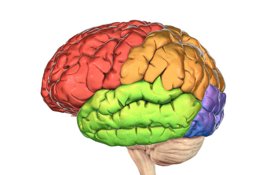 Brain lobes, frontal (red), parietal (orange), temporal (green) and occipital (blue) lobes
